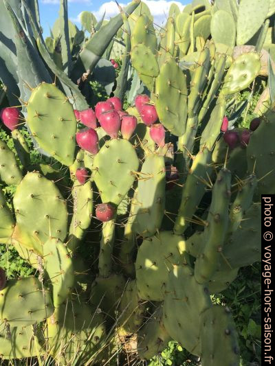 Figues de barbarie sur un cactus. Photo © Alex Medwedeff