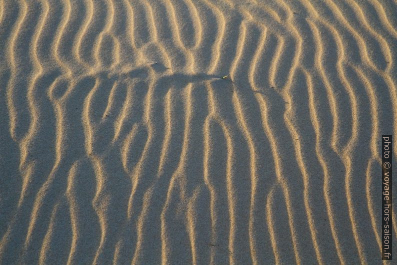 Surface des dunes avec la lumière très basse. Photo © Alex Medwedeff