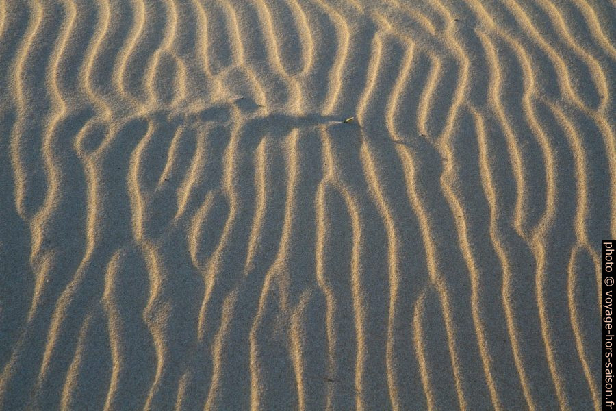 Surface des dunes avec la lumière très basse. Photo © Alex Medwedeff
