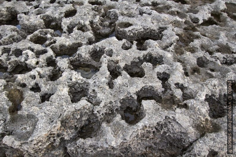 Détail du calcaire conchylien érodé à la Punta della Mola. Photo © André M. Winter