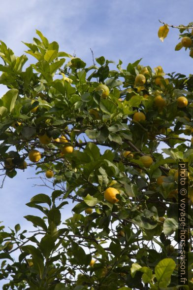 Citrons sur un citonnier. Photo © Alex Medwedeff