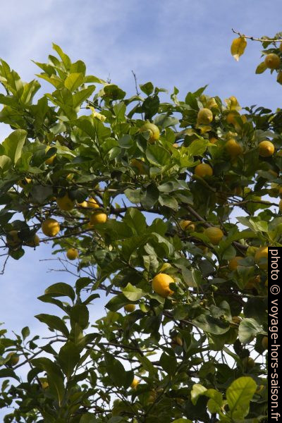 Citrons sur un citonnier. Photo © Alex Medwedeff