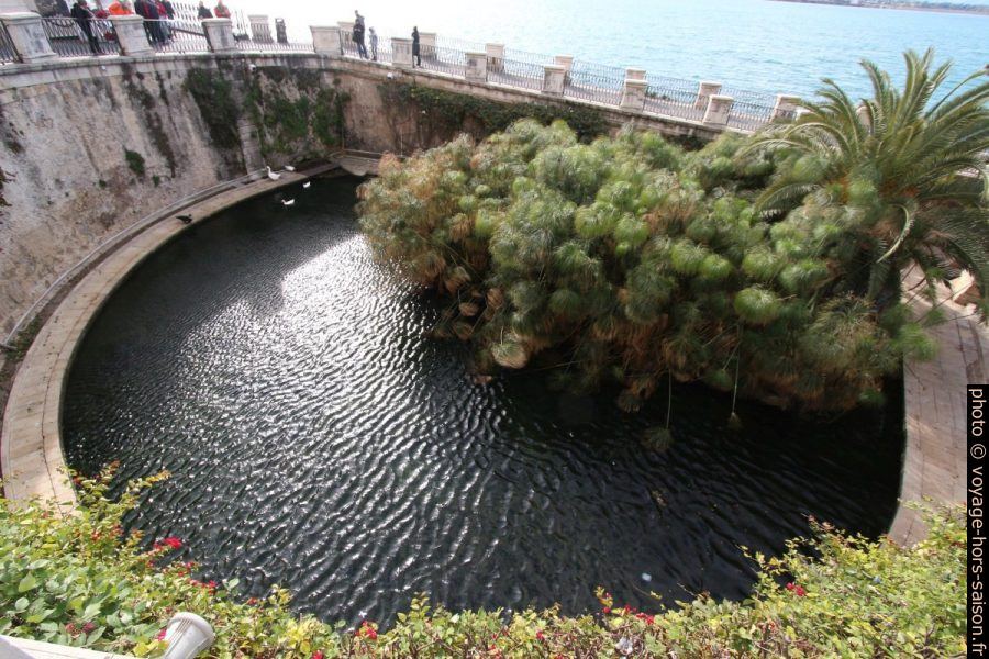 Fonte Aretusa. Photo © André M. Winter