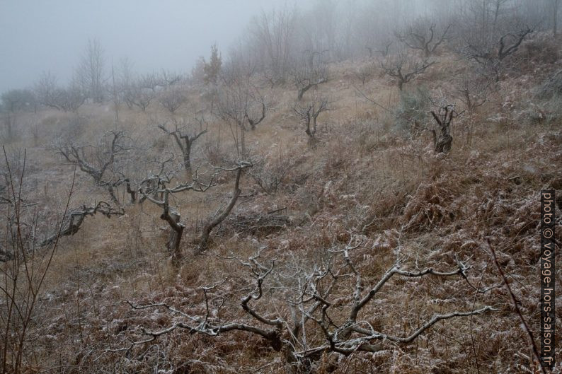 De la neige fraîche tombe sur l'Etna. Photo © Alex Medwedeff