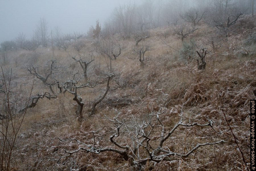 De la neige fraîche tombe sur l'Etna. Photo © Alex Medwedeff