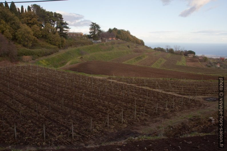 Champs de vignes au nord de Zafferana Etnea. Photo © Alex Medwedeff