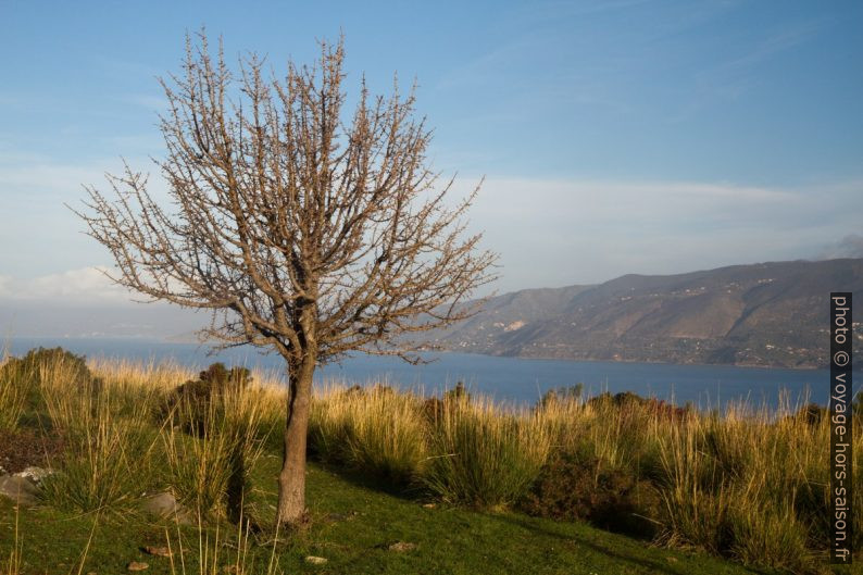 Un arbre solitaire au Capo Palinuro. Photo © Alex Medwedeff