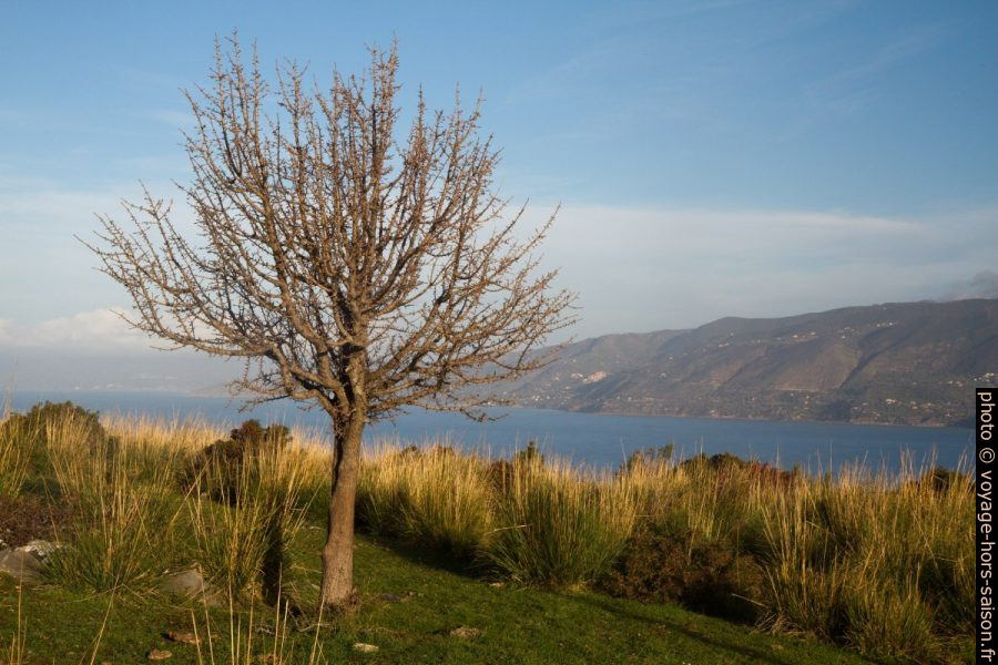 Un arbre solitaire au Capo Palinuro. Photo © Alex Medwedeff