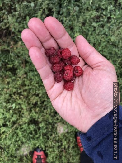 Framboises dans la Forêt du Carro Blanc. Photo © Alex Medwedeff