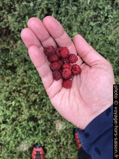 Framboises dans la Forêt du Carro Blanc. Photo © Alex Medwedeff