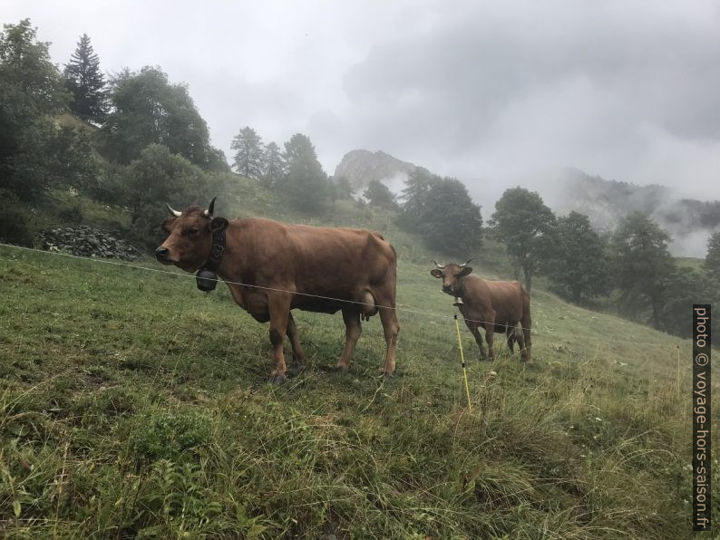 Vaches sur un pré. Photo © Alex Medwedeff