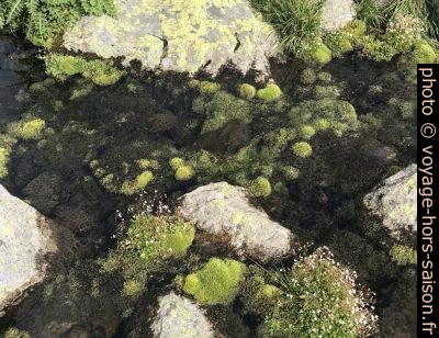 Mousses dans un ruisseau alpin. Photo © Alex Medwedeff