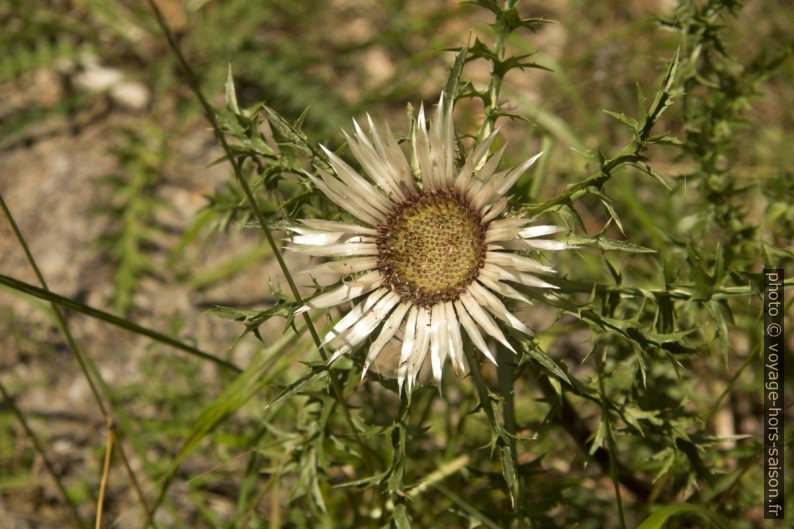 Fleur de chardon. Photo © André M. Winter