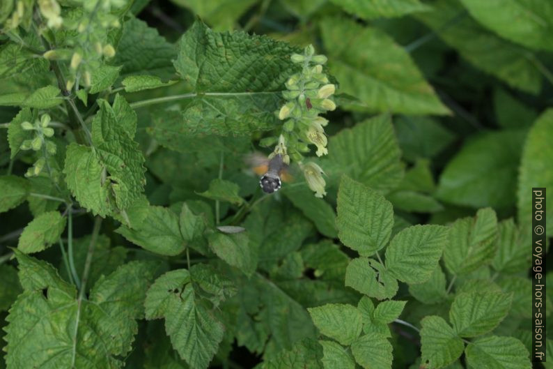 Moro-sphinx butinant des fleurs. Photo © André M. Winter