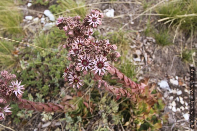 Fleurs de joubarbes. Photo © André M. Winter