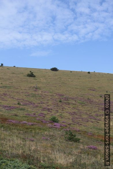 Prés en fleurs sous le Col de la Chau. Photo © Alex Medwedeff