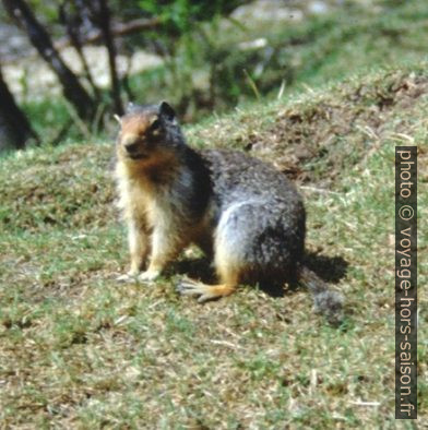 Squirrel canadien. Photo © André M. Winter