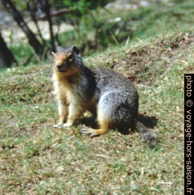 Squirrel canadien. Photo © André M. Winter