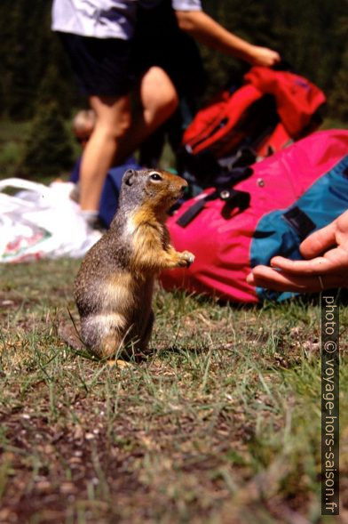 Squirrel canadien curieux. Photo © André M. Winter