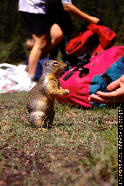 Squirrel canadien curieux. Photo © André M. Winter