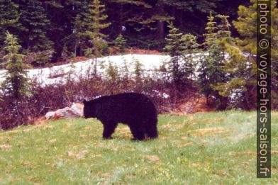 Grizzli au bord de la route. Photo © André M. Winter