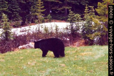 Grizzli au bord de la route. Photo © André M. Winter