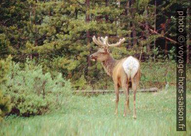 Un wapiti. Photo © André M. Winter