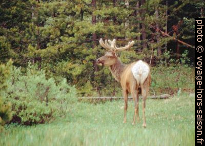 Un wapiti. Photo © André M. Winter