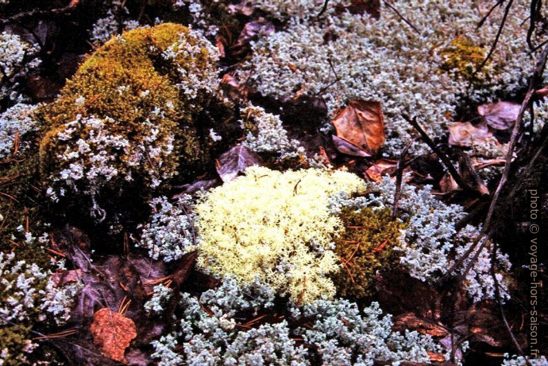 Lichens et mousses. Photo © André M. Winter