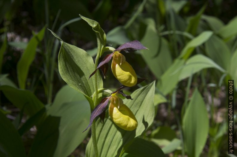 Sabot de Vénus avec deux fleurs. Photo © André M. Winter