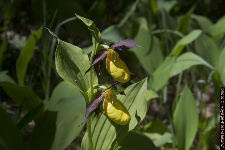 Sabot de Vénus avec deux fleurs. Photo © André M. Winter