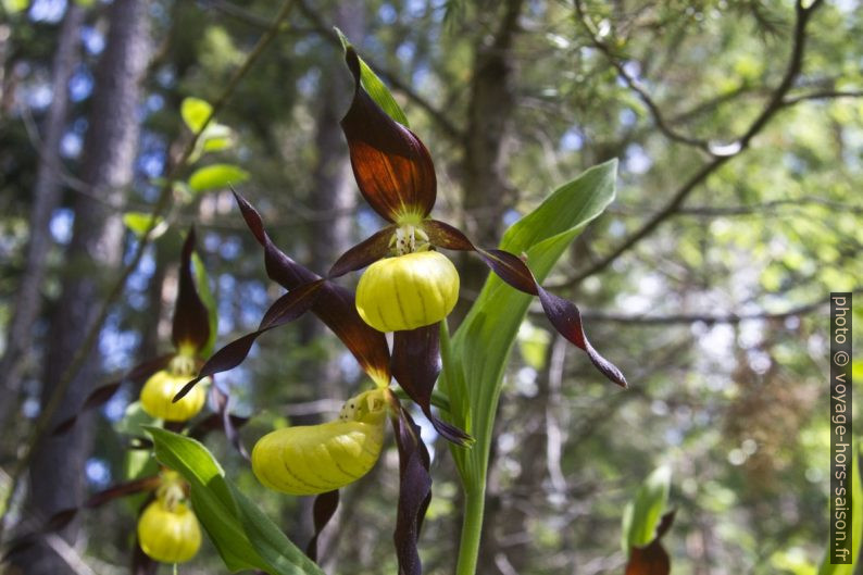 Fleurs de sabots de Vénus vus en contre-plongée. Photo © André M. Winter