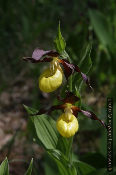 Sabot de Vénus d'Europe en fleurs. Photo © André M. Winter