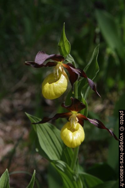 Sabot de Vénus d'Europe en fleurs. Photo © André M. Winter