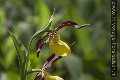 Sabot de Vénus. Photo © André M. Winter