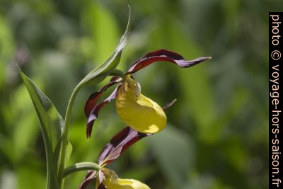 Sabot de Vénus. Photo © André M. Winter