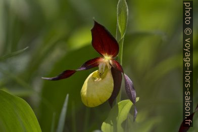 Fleur de sabot de Vénus. Photo © André M. Winter