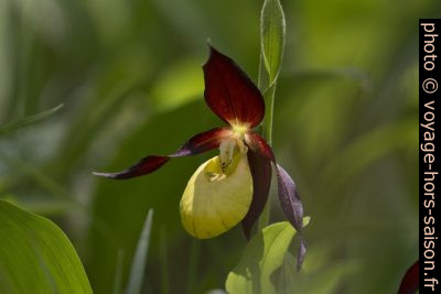 Fleur de sabot de Vénus. Photo © André M. Winter