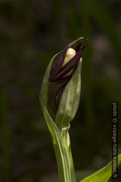 Sabot de Vénus déployant ses deux fleurs. Photo © André M. Winter