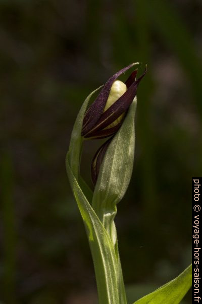 Sabot de Vénus déployant ses deux fleurs. Photo © André M. Winter