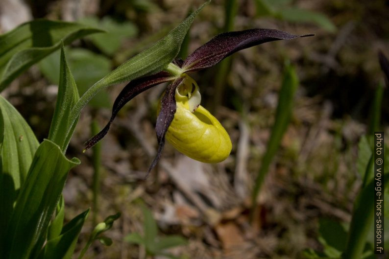 Sabot de Vénus. Photo © André M. Winter