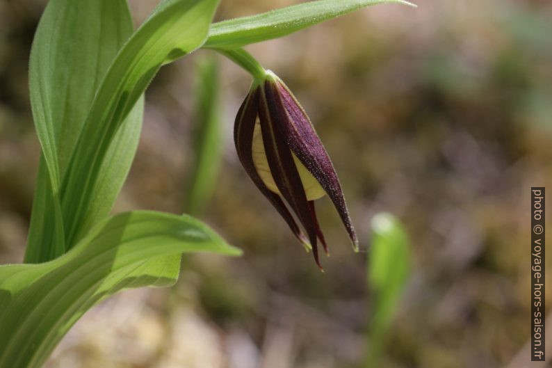 Sabot de Vénus avant d'ouvrir la fleur. Photo © André M. Winter