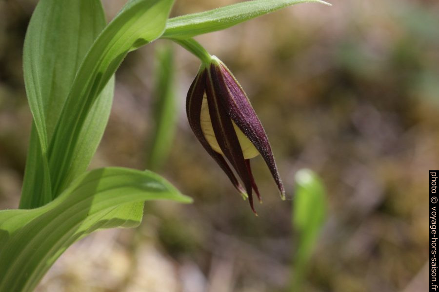 Sabot de Vénus avant d'ouvrir la fleur. Photo © André M. Winter