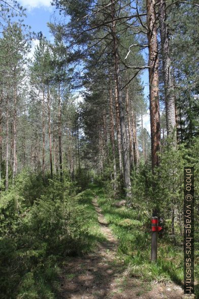 Chemin balisée dans la forêt de Martinauer Au. Photo © Alex Medwedeff