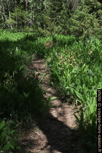 Chemin entre sabots de Vénus et muguets. Photo © Alex Medwedeff