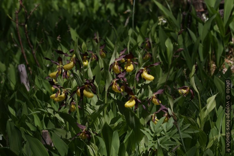 Beaucoup de sabots de Vénus entre des feuilles de muguet. Photo © André M. Winter