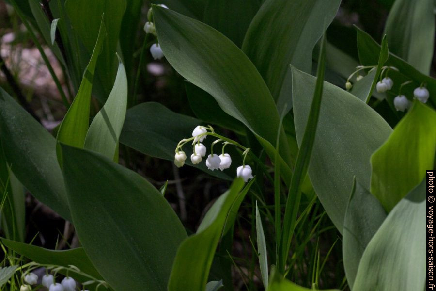 Muguets de mai. Photo © André M. Winter
