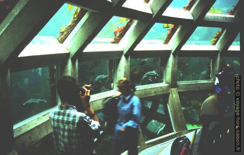 Dôme de verre du Seattle Aquarium. Photo © André M. Winter