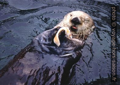 Une loutre de rivière lors du repas. Photo © André M. Winter