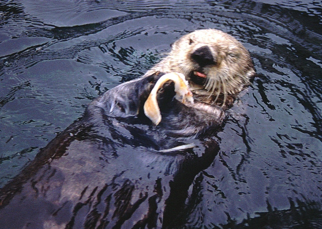 Une loutre de rivière lors du repas. Photo © André M. Winter